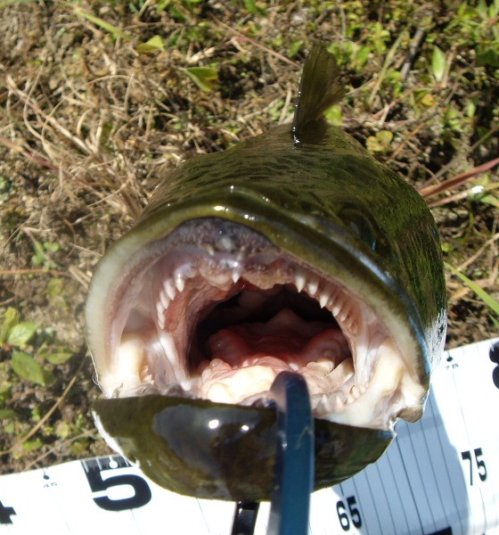 何時もの怪魚を釣って来たよ 週刊オブイェクト